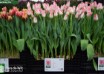 Tulipa Mickey Chic ® (1)